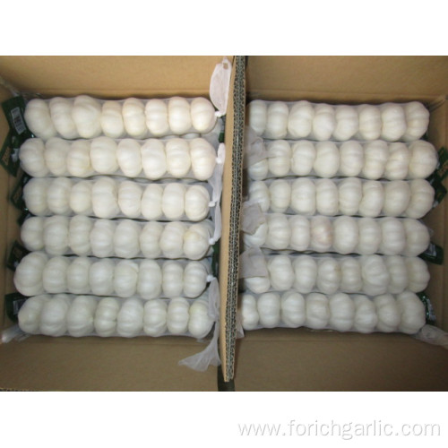 Export Standard Normal White Garlic